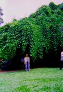 Flecker Botanic Gardens1