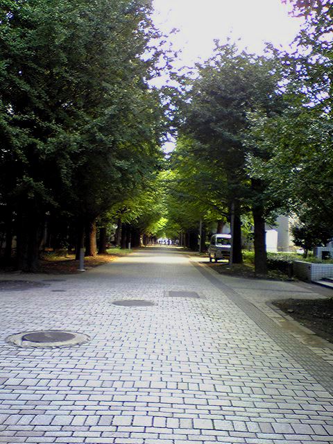 LpX