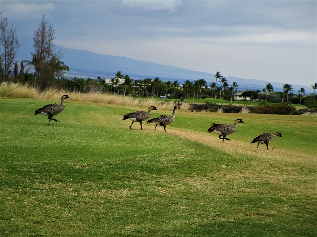 Waikoroa Beach Resort